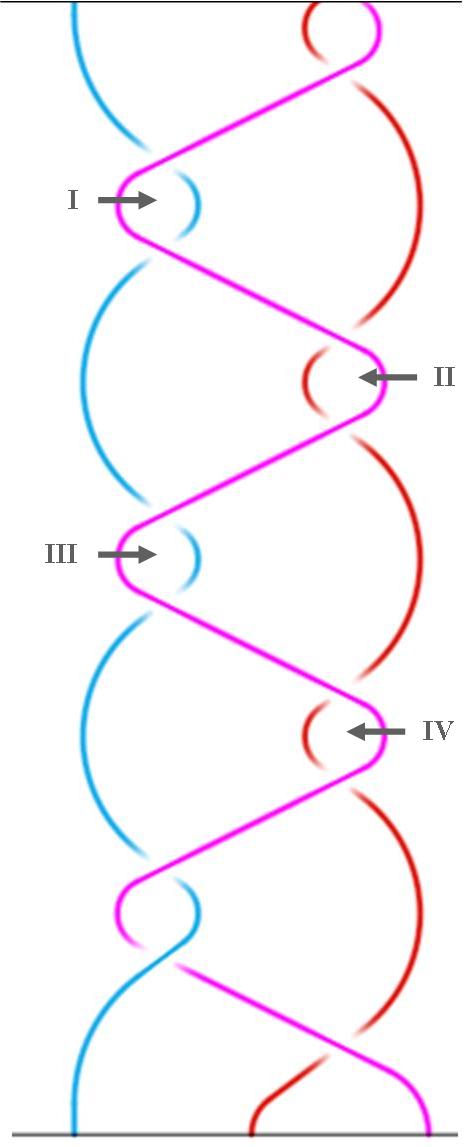 treccia 3 Cenne parziale Reidemeister
