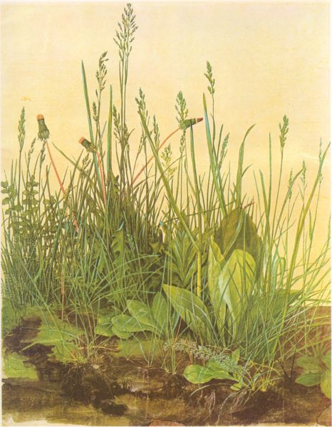Durer, Zolla erbosa